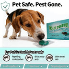 Professional Strong Mouse Control Bait Fast Action